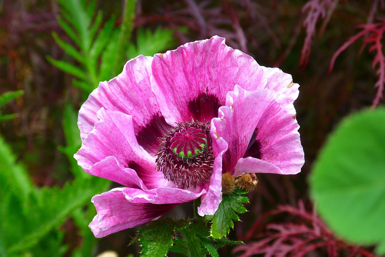 How to Grow an Organic Kitchen Garden